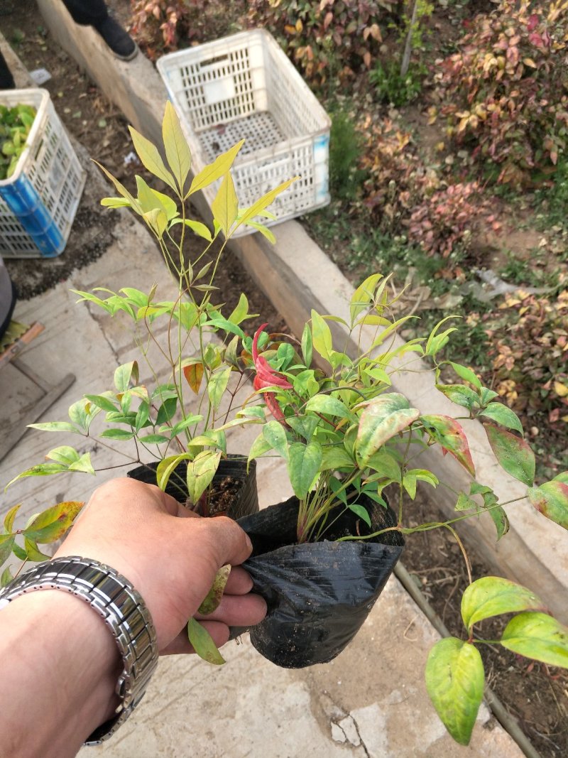 火焰南天竹，15-20公分冬天红如火焰，