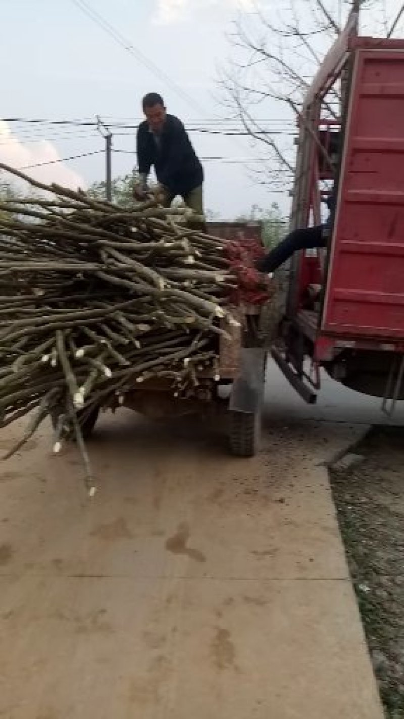 无患子(各种规格树苗，种子量有)