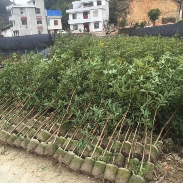 楠木苗，桢楠袋苗，无纺布袋装