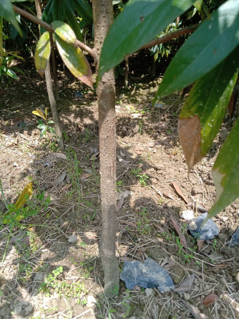 楠木苗，桢楠袋苗，无纺布袋装