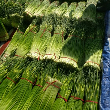 丰县白帽蒜苔
