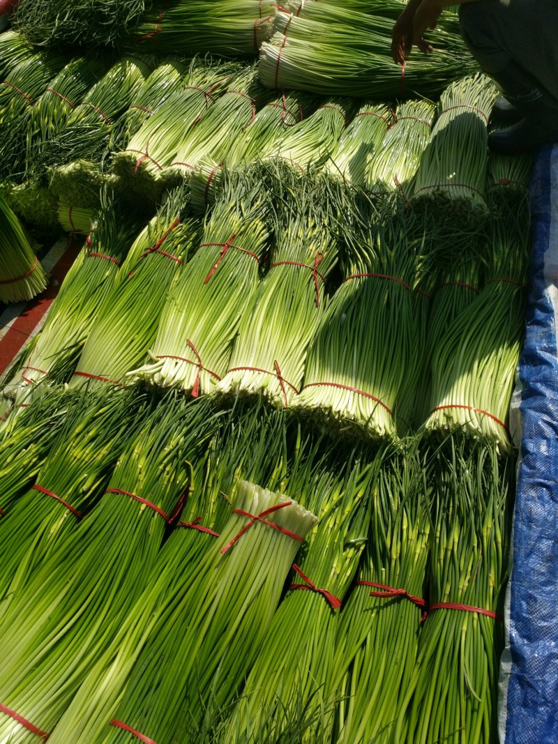 丰县白帽蒜苔