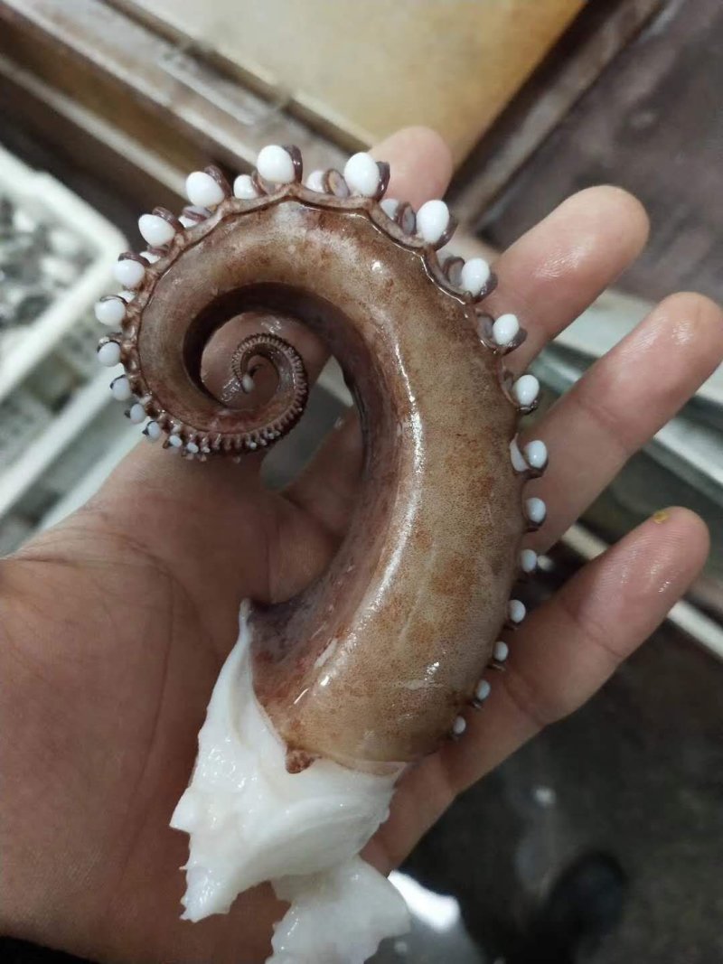 脆口鱿鱼须