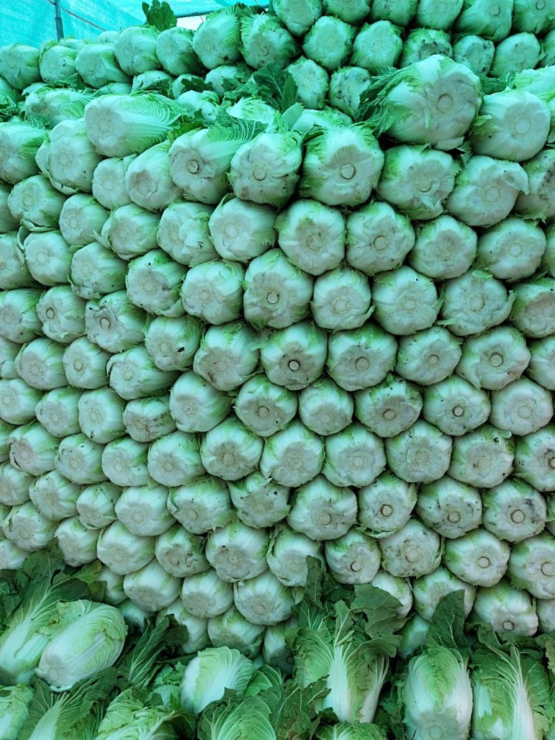 黄心大白菜