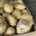 新土豆荷兰系列五一前后量大