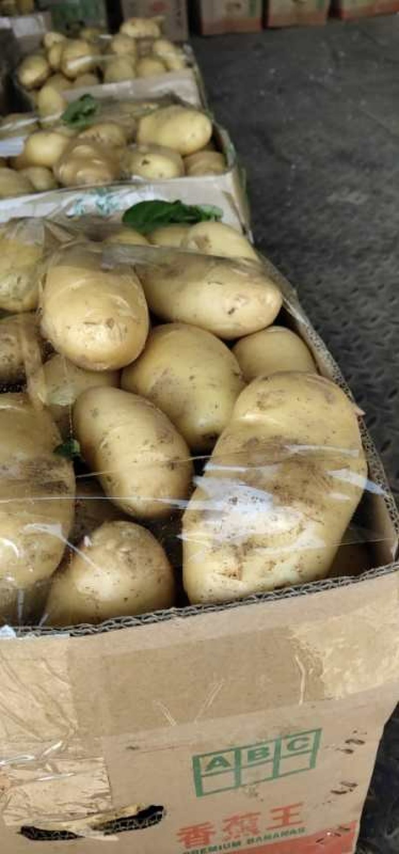 新土豆荷兰系列五一前后量大