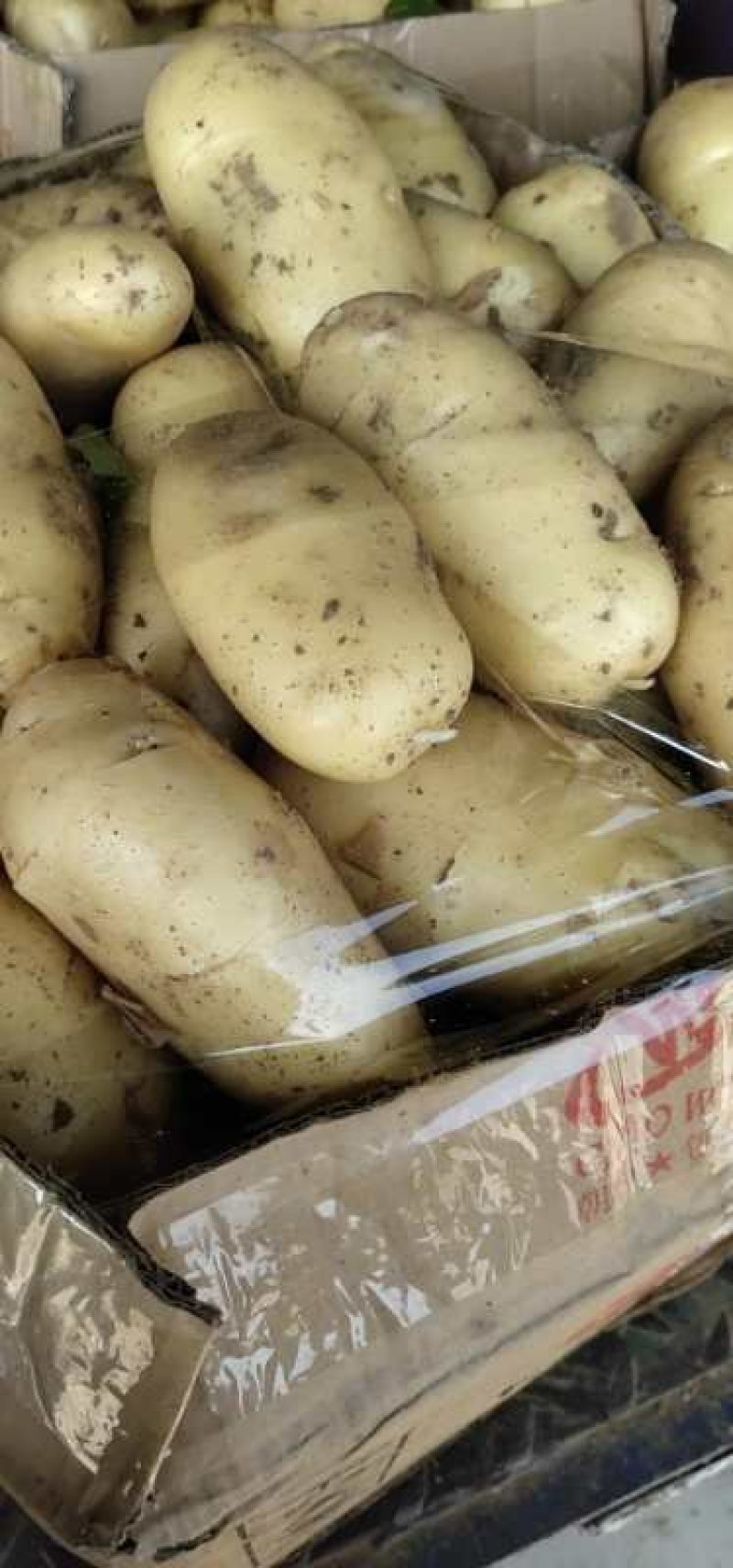 新土豆荷兰系列五一前后量大