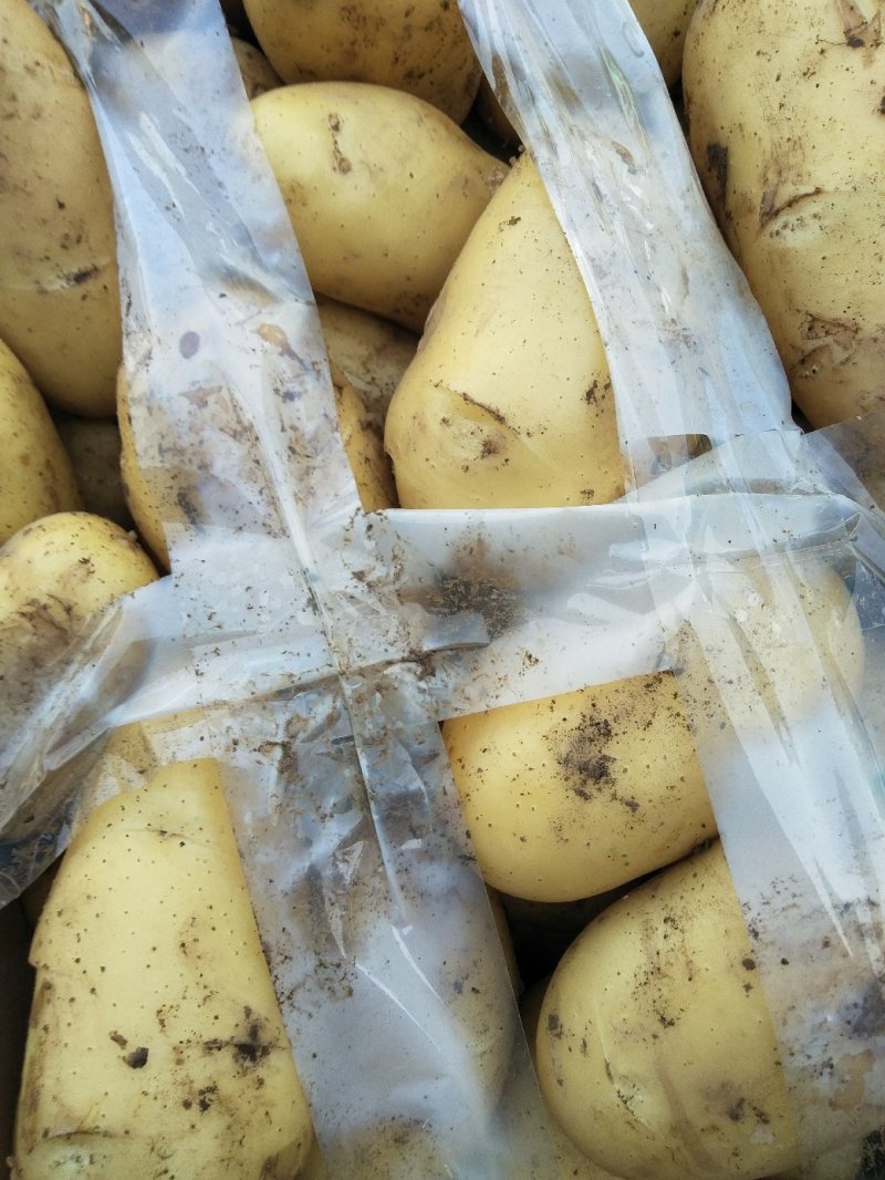 新土豆荷兰系列五一前后量大