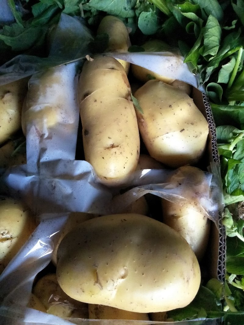 新土豆荷兰系列五一前后量大