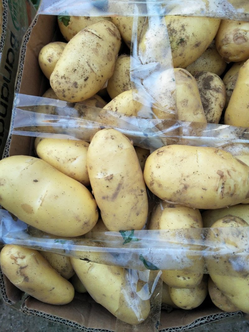 新土豆荷兰系列五一前后量大