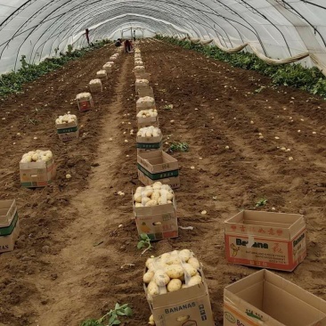 新土豆荷兰系列五一前后量大