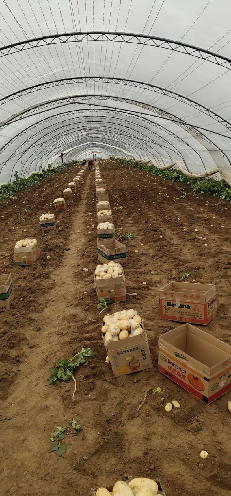 新土豆荷兰系列五一前后量大