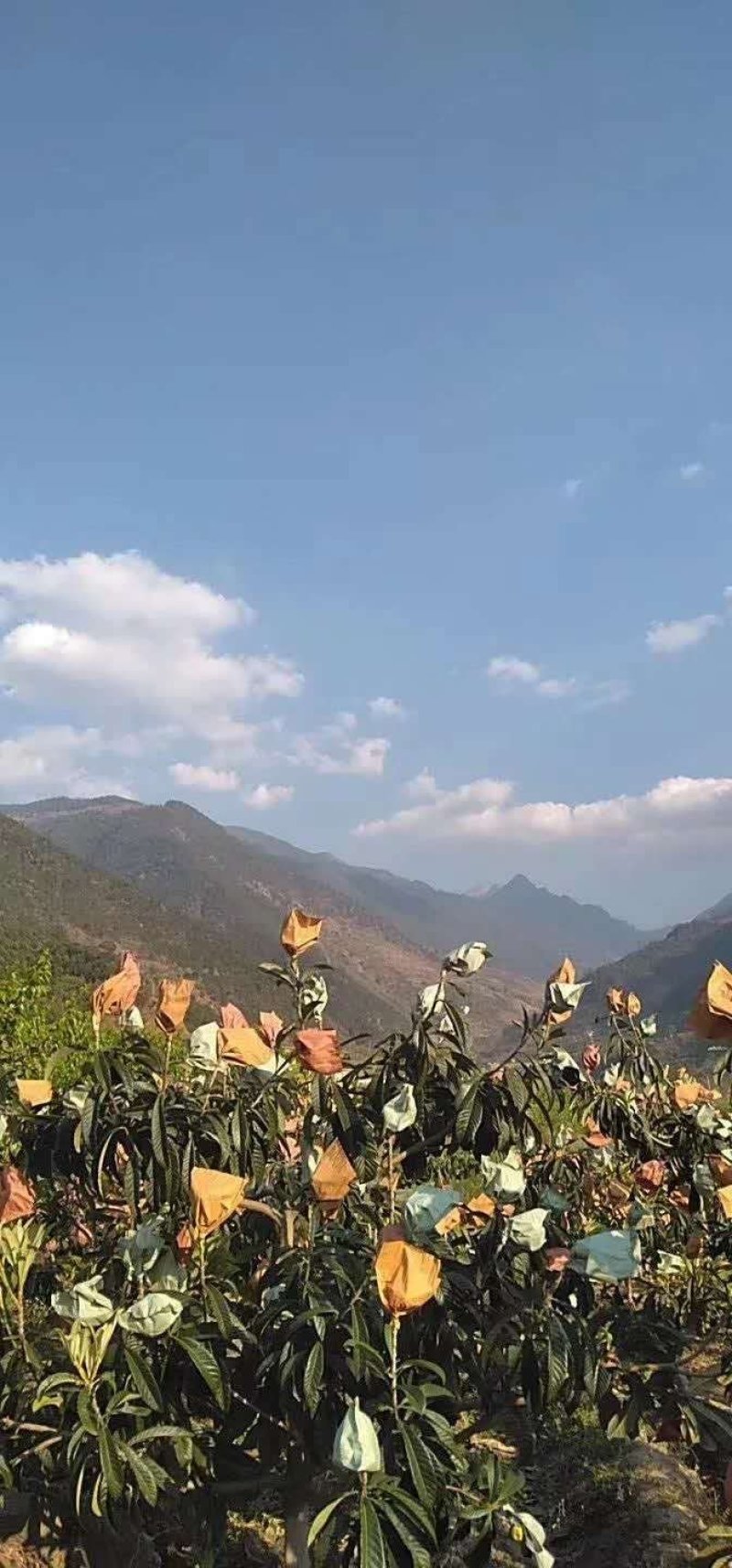 大凉山时令水果已经准备好了桑葚枇杷樱桃需要的老板可以联系