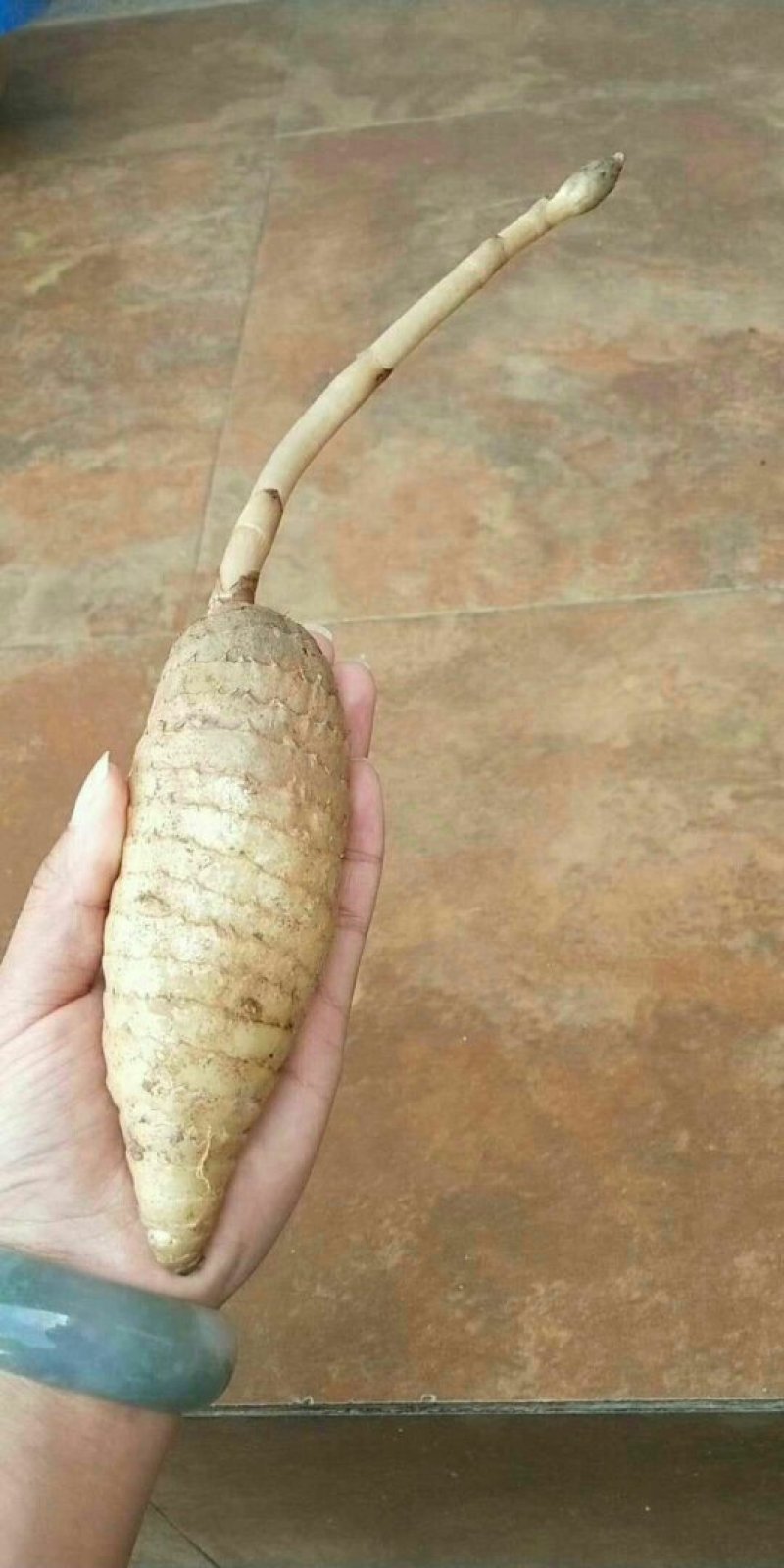云南省野生天麻