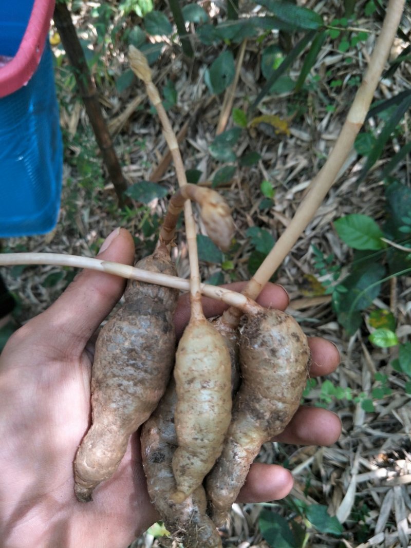 云南省野生天麻