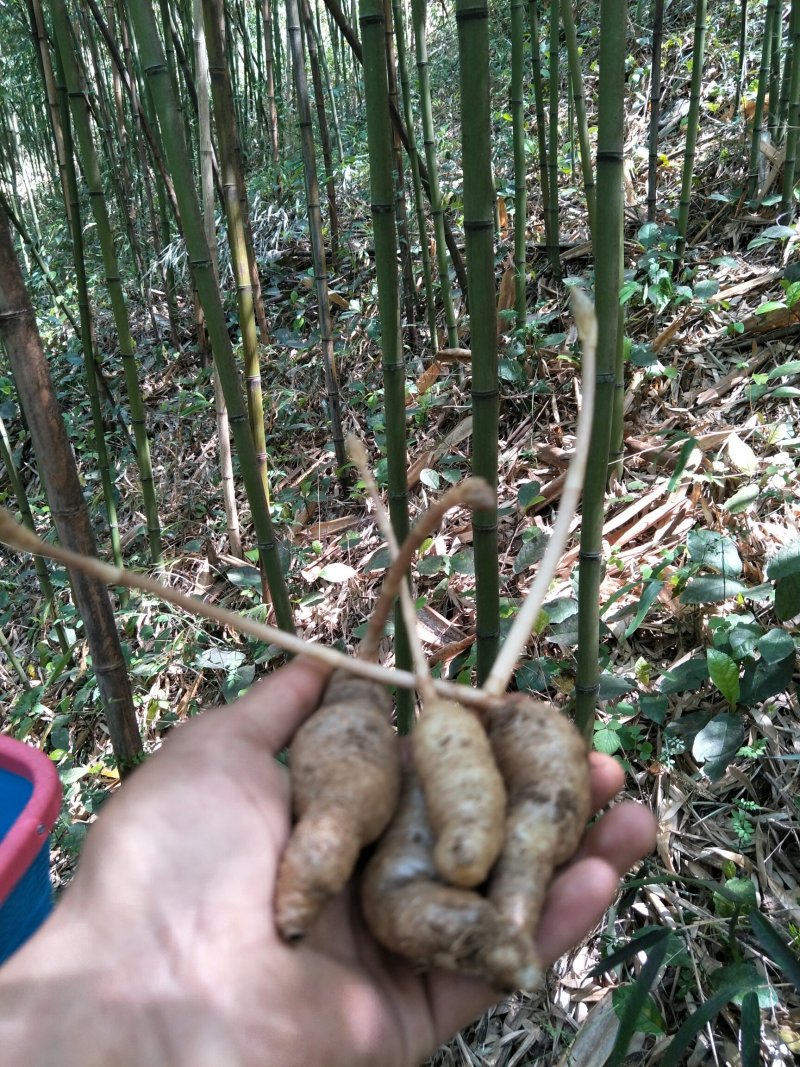 云南省野生天麻