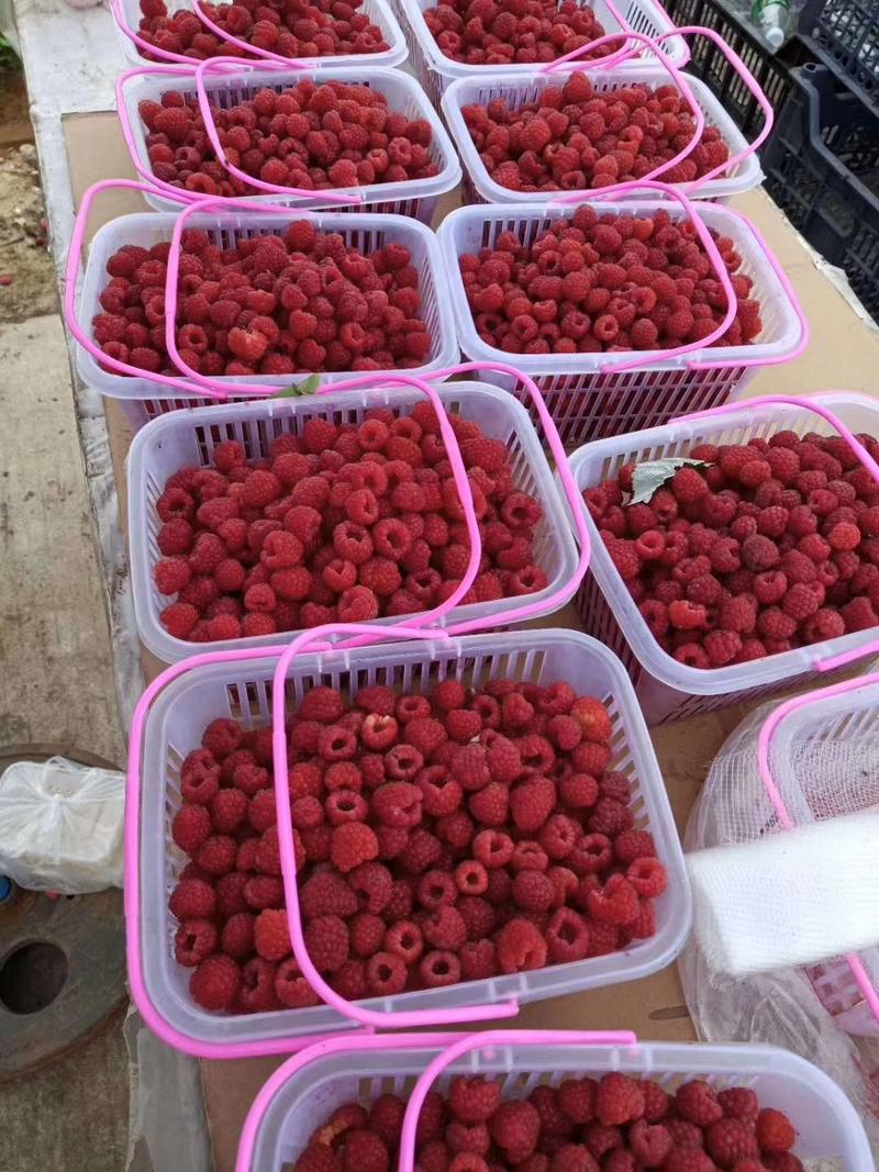 树莓苗红树莓苗双季树莓苗浩海浆果欢迎合作下单
