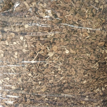 茶树菇14cm