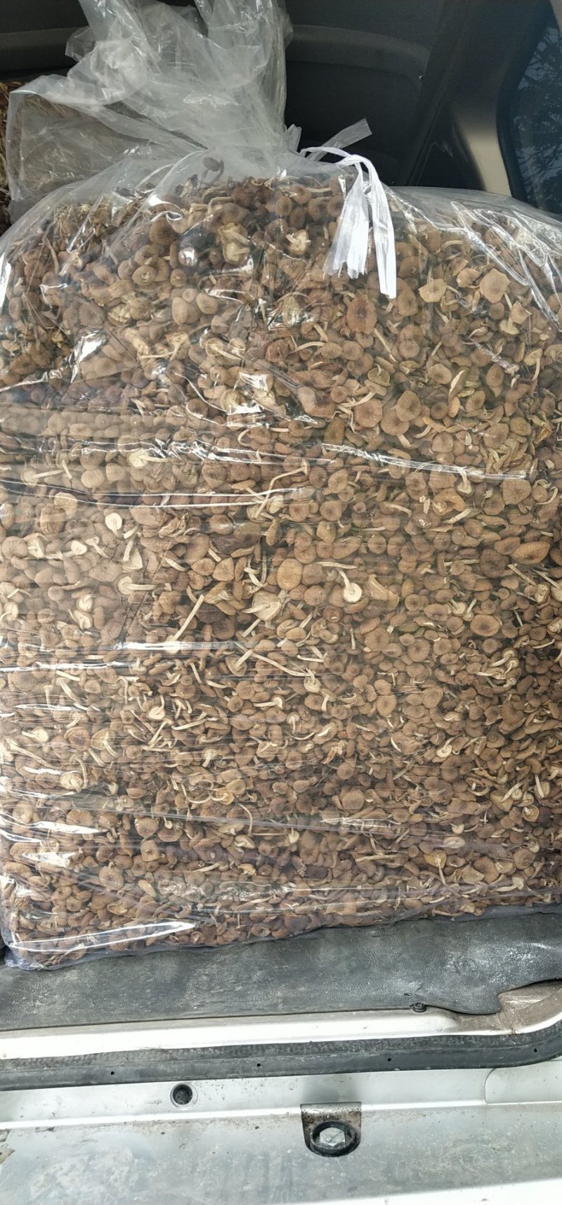 茶树菇14cm