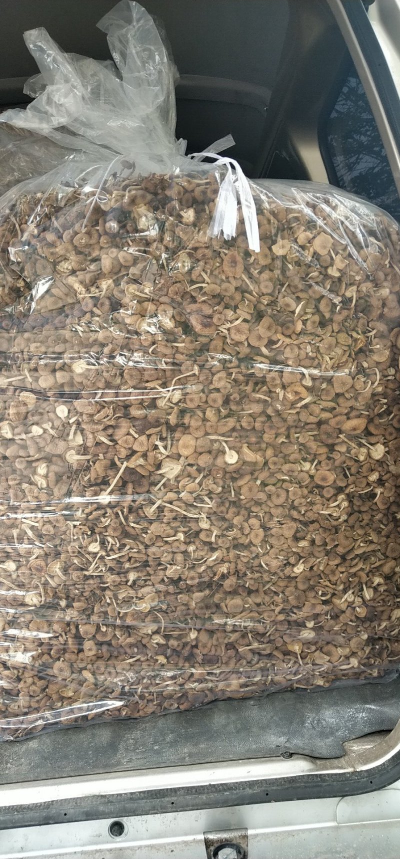 茶树菇14cm
