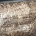 茶树菇14cm