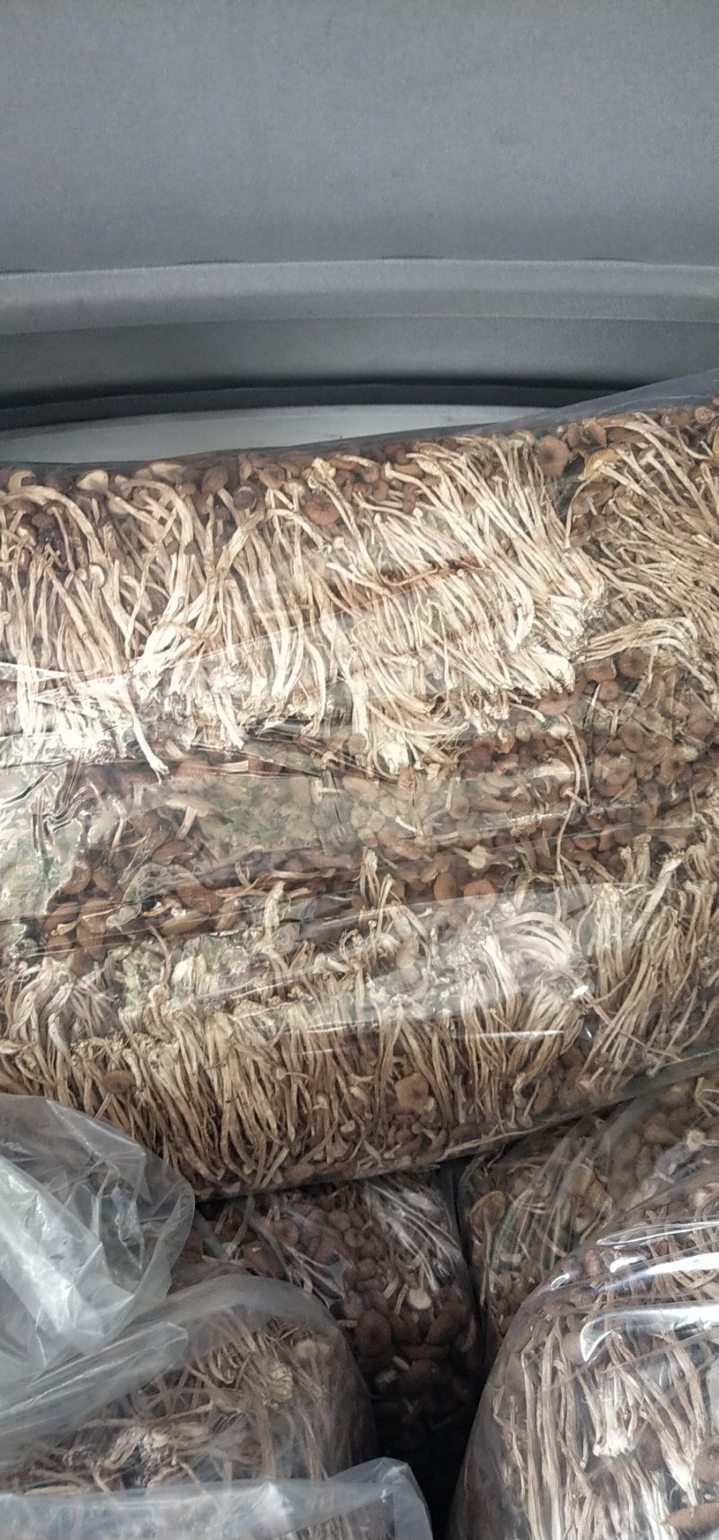 茶树菇14cm