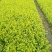 金叶女贞小苗包邮0.08元一颗！高度8-15公分左右！