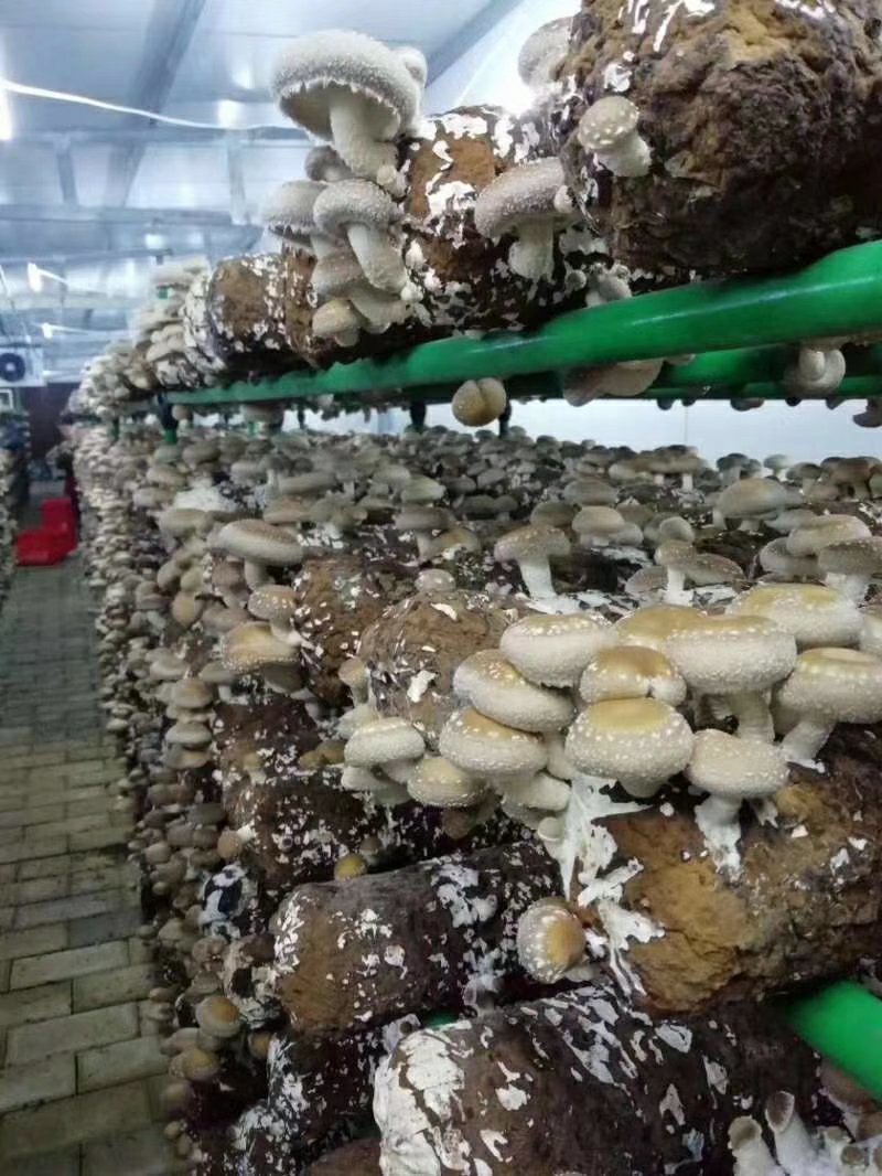 食用菌大棚菌架包塑管热镀锌骨架等