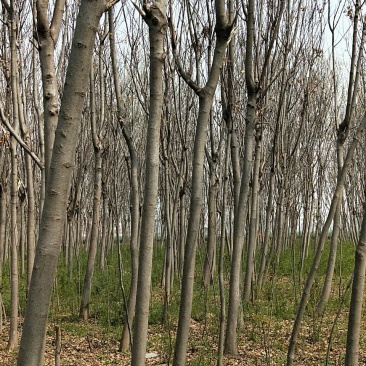 栾树