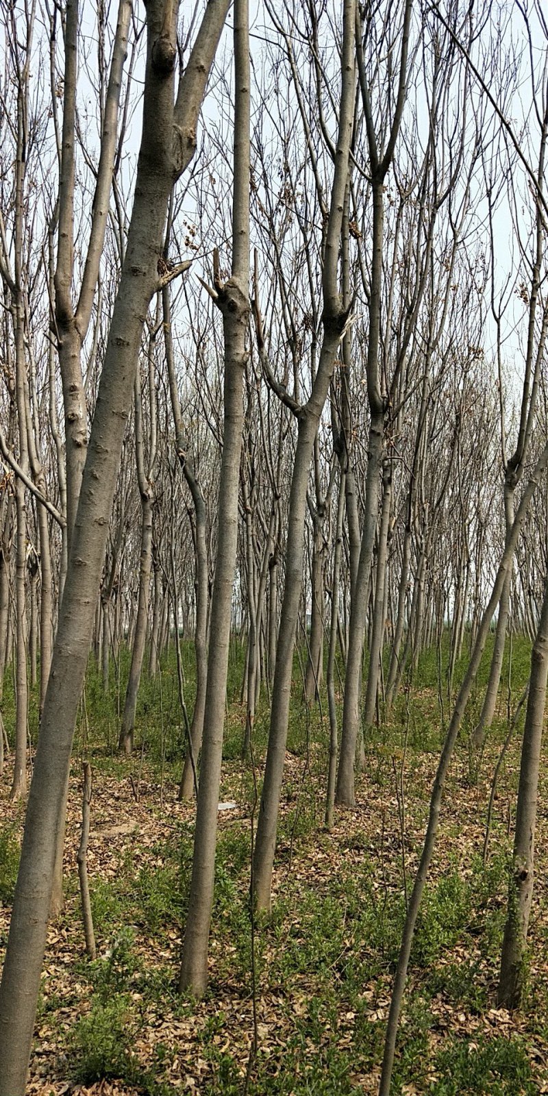 栾树