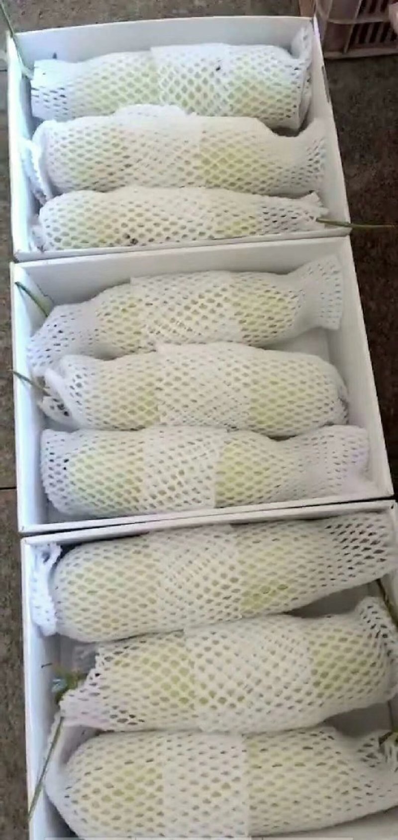 陕西大荔特产--高石脆瓜