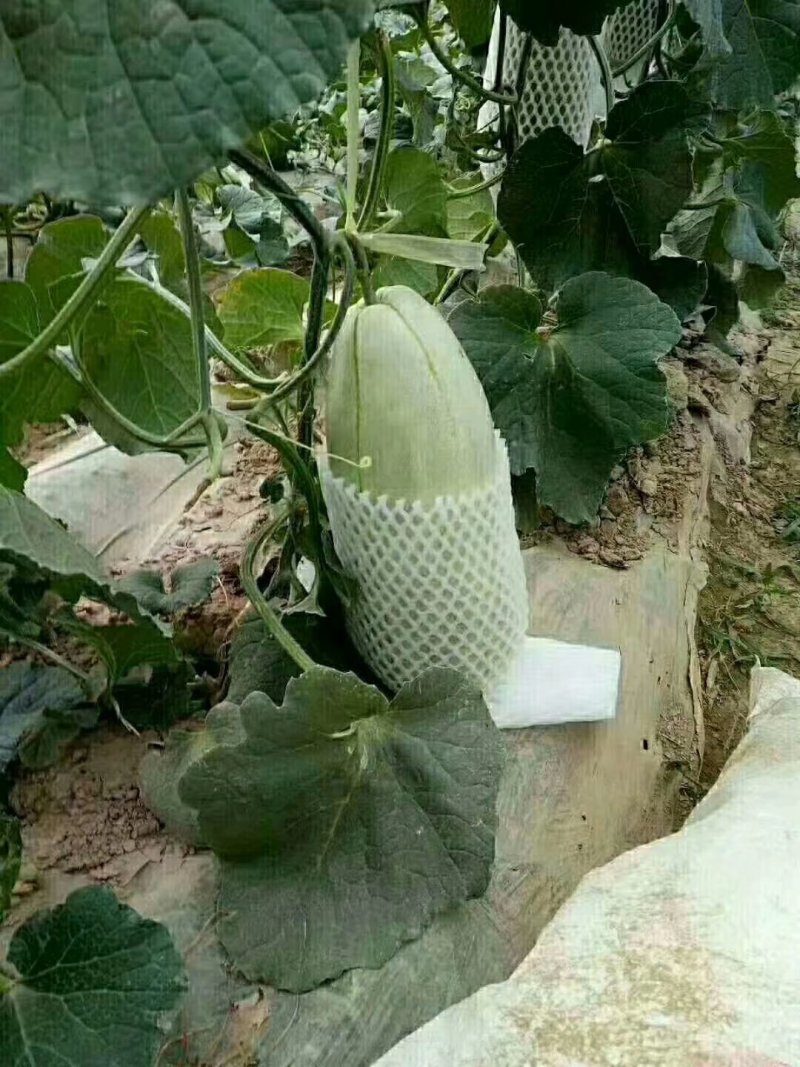 陕西大荔特产--高石脆瓜