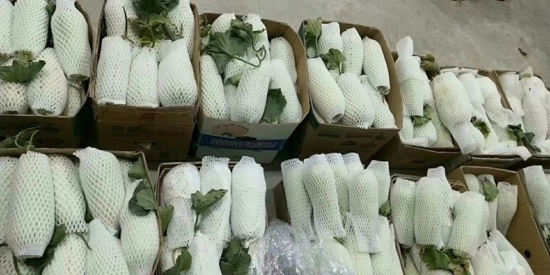 陕西大荔特产--高石脆瓜