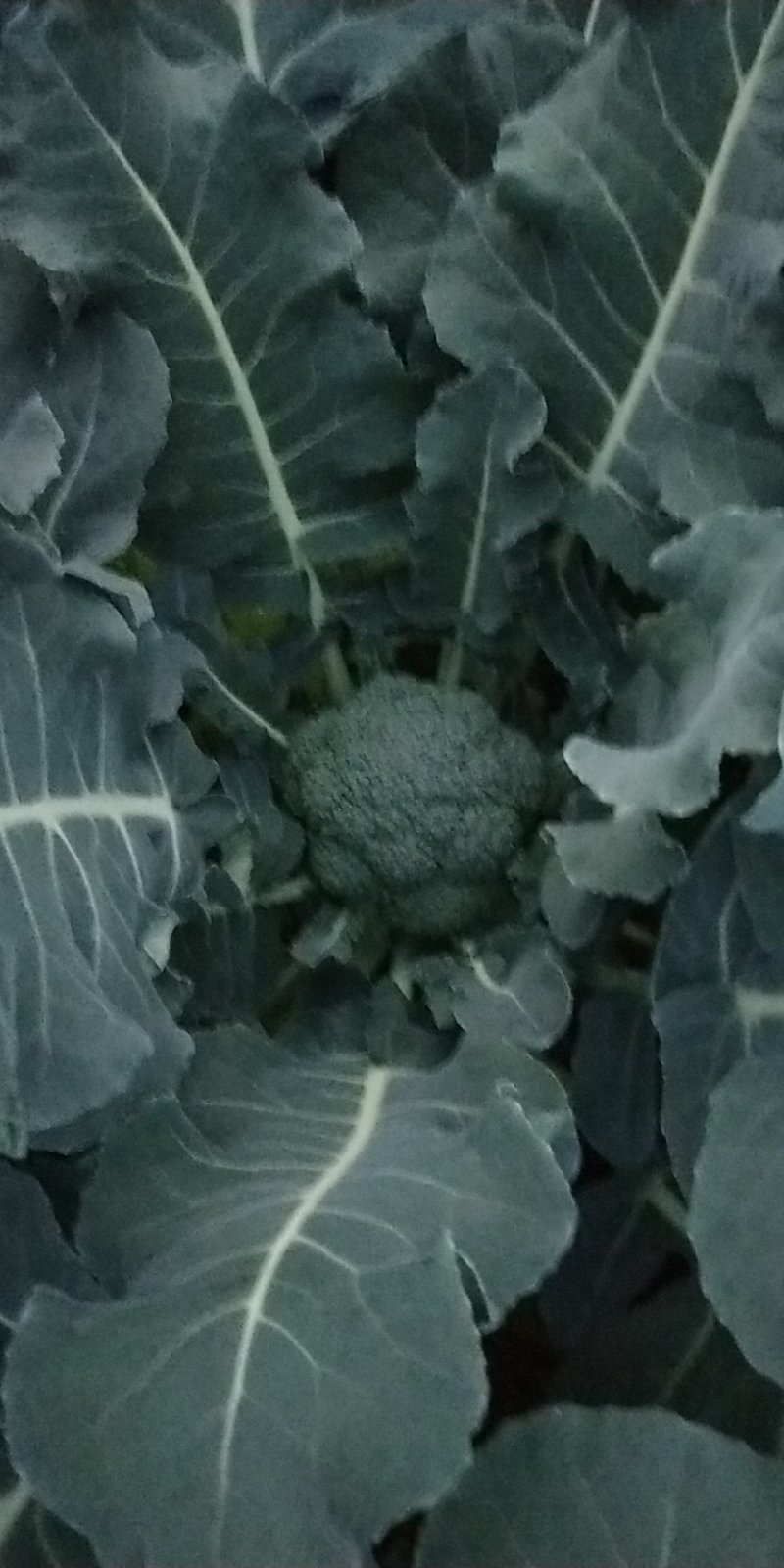 西兰花