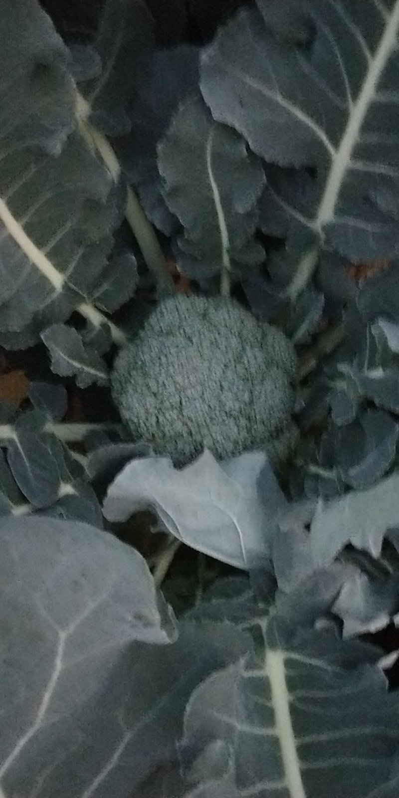 西兰花