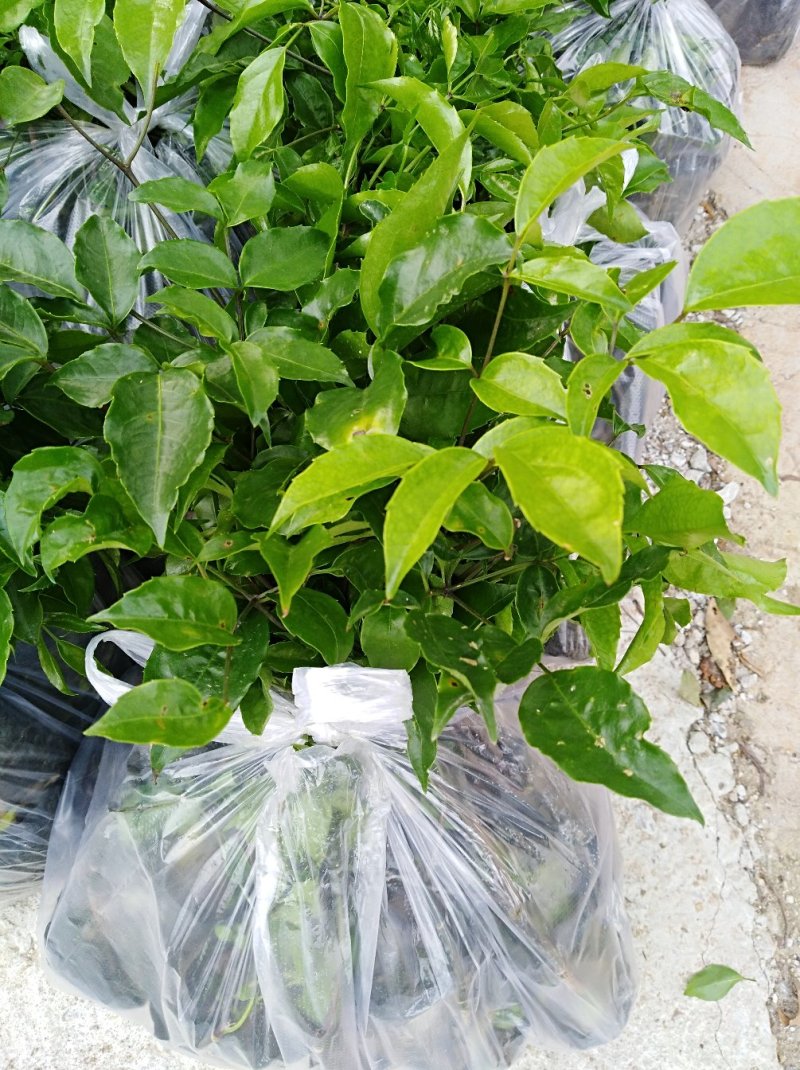 小树苗，香樟