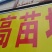 小树苗，香樟