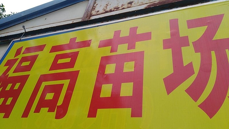 小树苗，香樟
