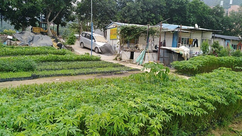 小树苗，香樟