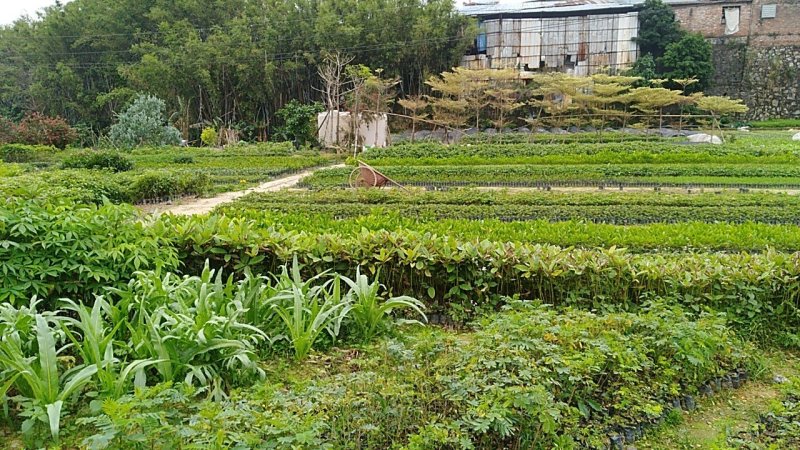 小树苗，香樟