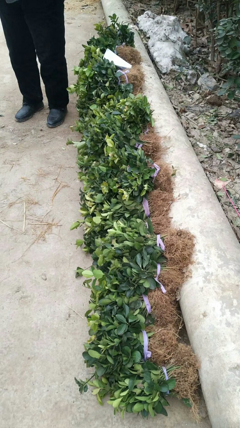 大叶冬青苗10~20cm