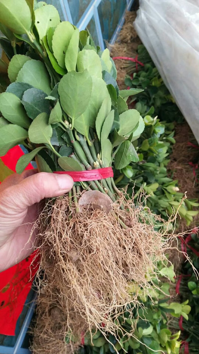 大叶冬青苗10~20cm