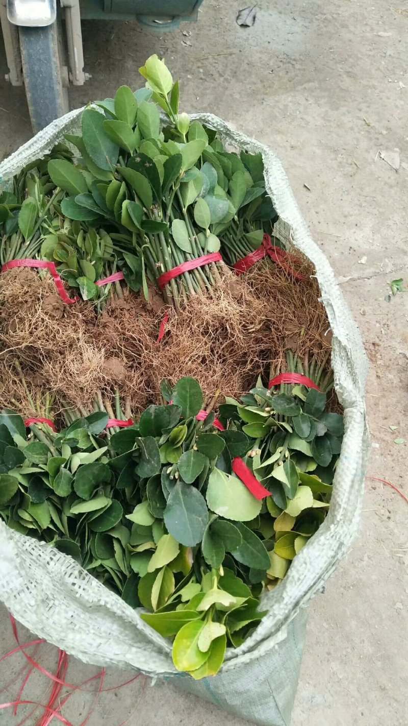 大叶冬青苗10~20cm