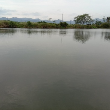 合作招租，本塘占地9半亩，适合做垂钓项目，水库流动水源，