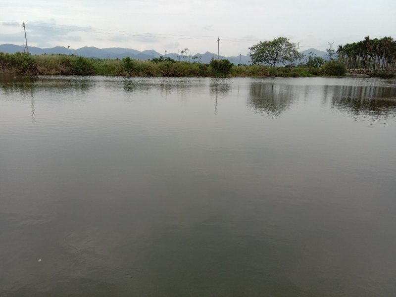 合作招租，本塘占地9半亩，适合做垂钓项目，水库流动水源，