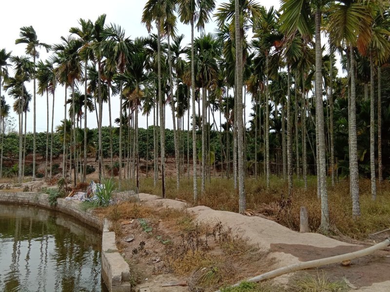 合作招租，本塘占地9半亩，适合做垂钓项目，水库流动水源，