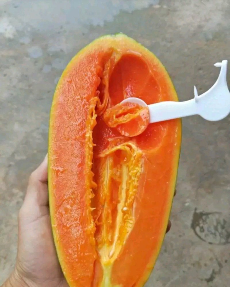 红肉木瓜苗