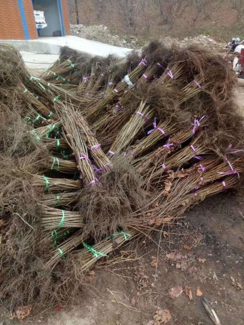 大榛子苗基地直供产量高包成活浩海浆果