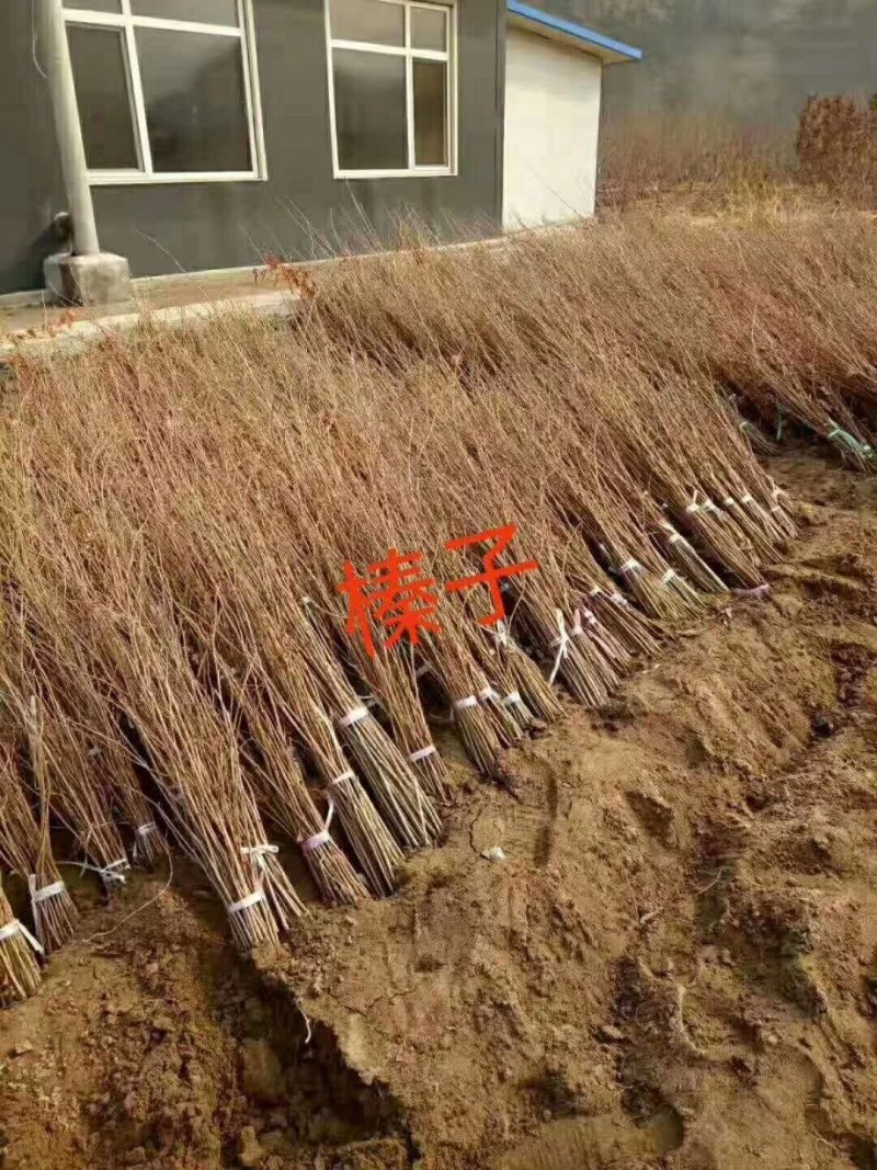 大榛子苗基地直供产量高包成活浩海浆果