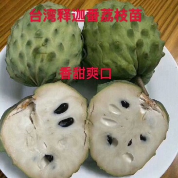风梨释迦苗